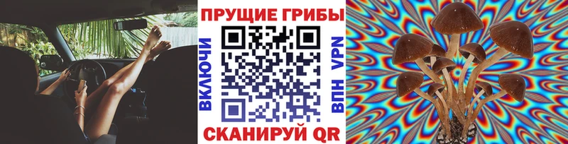 Галлюциногенные грибы Psilocybine cubensis  Нижневартовск 